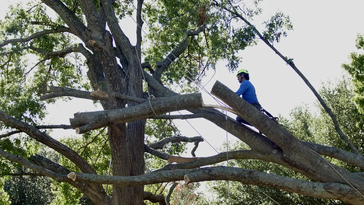 Professional Crown Thinning performed by certified arborists in Lakota